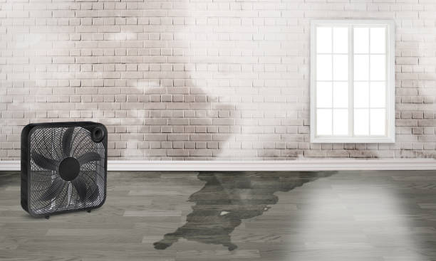 Best Local water damage restoration  in Cridersville, OH