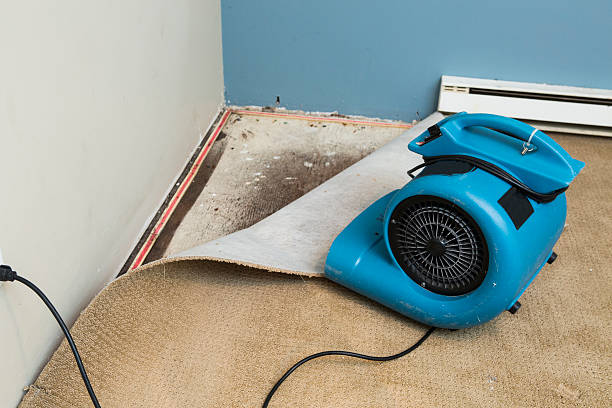 Best Flood damage cleanup  in Cridersville, OH